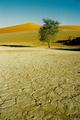 In The Namib